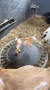 A trampoline for baby goats seems mandatory :). #cloudcastlefarm #babygoats | Cloud Castle Farm