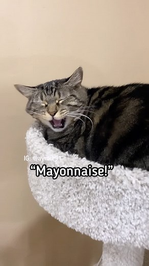 Waking Penny up compilation. I think she dreams of food a lot… #Penny #pennythecat #catsofinstagram #petsofinstagram #cute #family #daughter #skit | Aymiie and familly