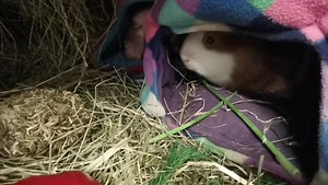 6.3K views · 721 reactions | Veg time with Popcorn and Pretzel. | Cavy Corner | Facebook