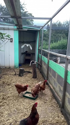 13M views · 65K reactions | Our rescue barn owl sirius #barnowl #rescueowl | Caenhill Countryside Centre | Facebook