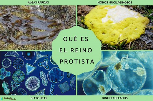 Reino Protista: qué es, características, clasificación y ejemplos - Resumen