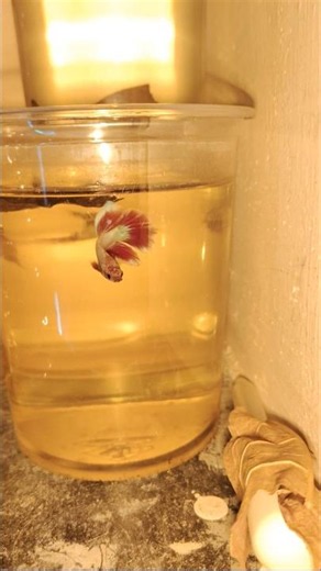 Betta for sale combo pack 9940924747 #bettasale#sale#online#trending#fishexperience#betta#comboffer
