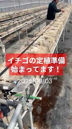 イチゴの定植準備 潅水チューブ設置(2025/09/03)