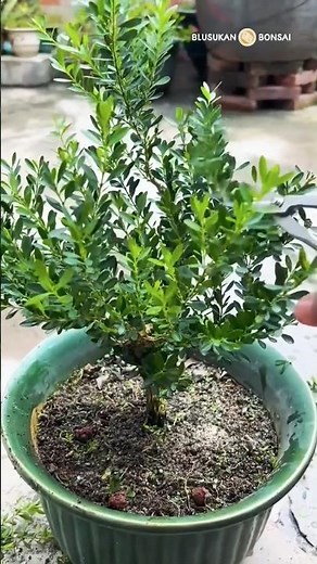 How to care for a buxus bonsai material #bonsai #bonsaitree #bonsaiart