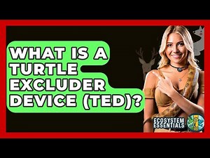 What Is A Turtle Excluder Device (TED)? - Ecosystem Essentials