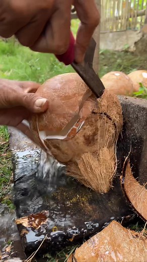 skill of opening old coconut from its shell #coconut #satisfying | Handika Amiranto New