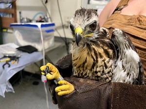 Baby Red-Tailed Hawk Rescued, Returned To Nest