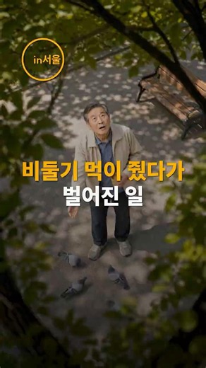 “한 번쯤 괜찮겠지?” 과태료 최대 100만원 #비둘기 #비둘기먹이주기 #비둘기먹이주기금지