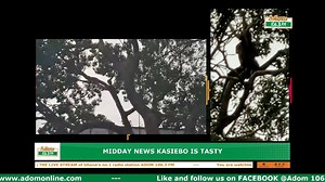 21K views · 620 reactions | Suspected thief climbs tree to evade mob attack near 37 military Hospital #AdomNews | Adom 106.3 FM | Facebook