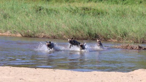 Lion Plays Catch With a Cheetah