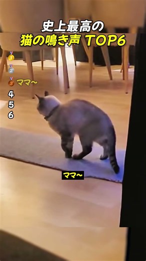 史上最高の猫の鳴き声TOP6 #面白い動画 #ショート