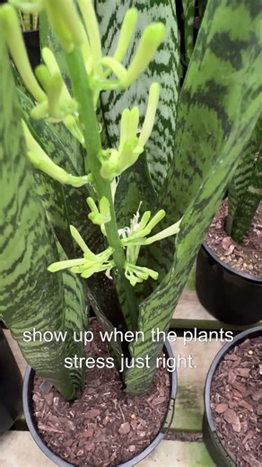 Snake plants have flowers.. No way!