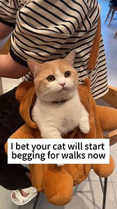 The safest (and cutest) way to take your cat on a road trip! #catcarrier #catbackpack #cattravel #travelwithcats #adventurecat #catadventures #catontheroad #petcarrier #catbag #cats #catlovers #kitty #kittycat | Glampawstorecats