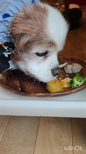 モックの誕生日～カナ編～ #shorts #キャバリアキングチャールズスパニエル #キャバリア #老犬