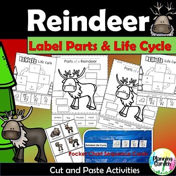 Christmas Reindeer Life Cycle | Parts of a Reindeer | label, sequence, order