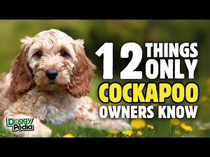 12 Things Only Cockapoo Dog Owners Understand