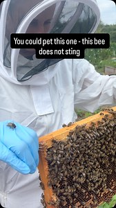 Did you know male bees, called drones, can’t sting? Unlike worker bees, drones don’t have stingers. Their only purpose is to mate with a queen — and they spend their short lives eating and waiting for that one chance. But here’s the kicker: once a drone mates, it explodes and dies shortly afterwards. It’s a one-time shot... and the end of the line. No stinger, but still one buzz-worthy way to go. #drones #bees #beesting | Manchester Honey Company