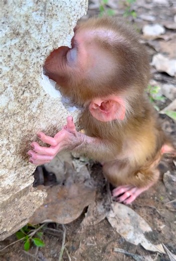 2.4M views · 14K reactions | Life Of Monkey on Reels | Facebook