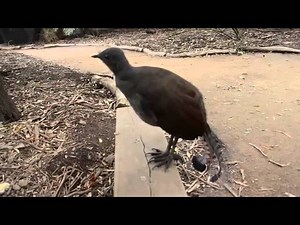 Here's How This Bird Imitates A Laser Gun Perfectly