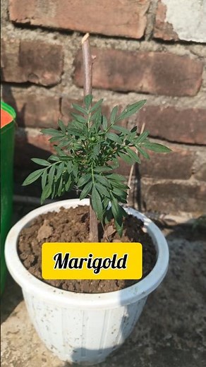 Marigold Repotting Guide | How to Repot Marigold for Faster Growth