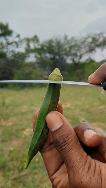 Okra Can Make Bubbles?! 😱🫧 #Okra #BubbleTrick #AmazingTrick #LifeHacks #Shorts