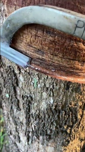 How Rubber is Extracted from Trees 🌳 | बिना पेड़ को नुकसान पहुँचाए रबर निकालने की तकनीक