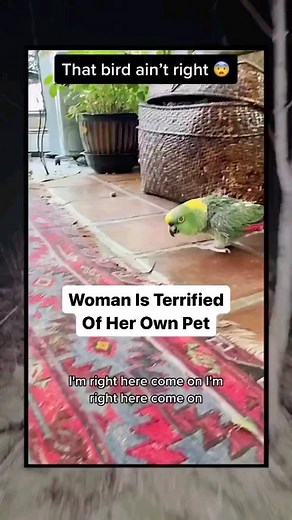 Lilly Bird & Jackie Baby❤🦅🐦♉ | Nah this Parrot is scary & smart, why when he said, " I'm not gonna hurt you", he sounded like Pennywise🤡🎈😳😫🤣 mad creepy😟🤦🏻‍♀️ ( I wldnt be... | Instagram