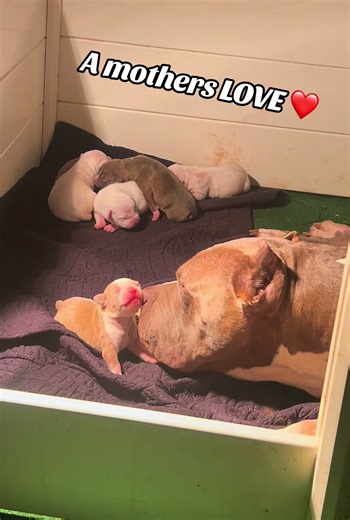 What a beautiful chunky bunch of pups! Big Lola and TICKEDOFF produced their ass off with this one! 2 males 1 female availabull. Message me here or text me at 3344681532 for info. #bullybreed #xlbully #petfriendly #fblifestyle
