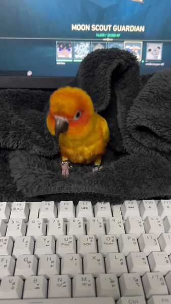Cuddly Sun Conure Moments with Owner