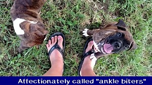 7.8K views · 12 reactions | Today the Puppies are 8 weeks old!! This is from last week,...stay tuned to see home much they have grown in a week... | Its a Boxer Dog Life | Facebook