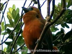 Capuchinbird, the pumping call.