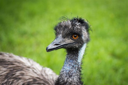 Watch disabled baby emu delighted to race around in custom wheelchair