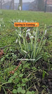 No matter how long the winter, spring is sure to follow. So glad to see nature keeping its promise.😀 #springiscoming #snowdrops #netherlands | In The Netherlands