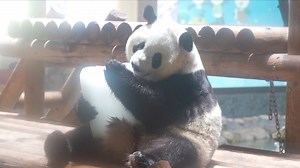 453K views · 2.3K reactions | At the Xi'an Qinling Wildlife Park,...
