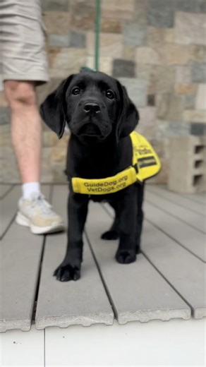 7.3K views · 120 reactions | Hi, my name is Fenwick, and I am an...