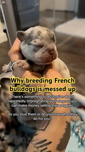 The French Bulldog Breeding Problem