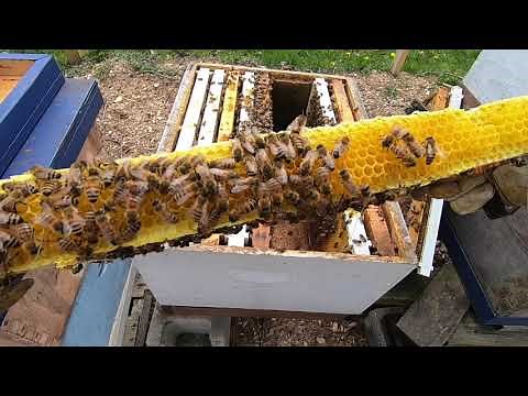 Making Queens The Easy Way! Beekeeping 2020 #beekeeping #makingqueens