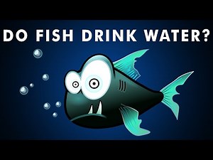 Do Fish Drink Water? | Osmosis
