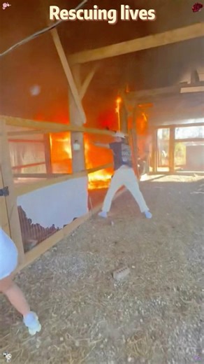 😍💯🇺🇸Dog Rescued by Firefighters from a House Fire.