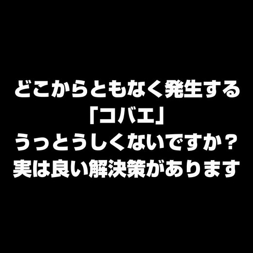 【コバエ対策】殺虫剤も洗剤も不要！美観も損なわない安全安心な駆除方法！