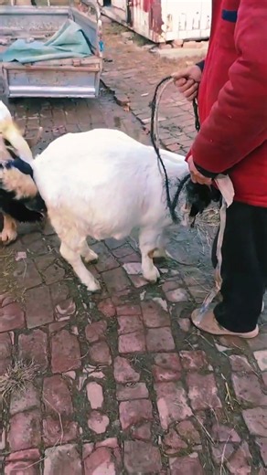 Goat Farming Techniques Sharing Secrets to Getting#71