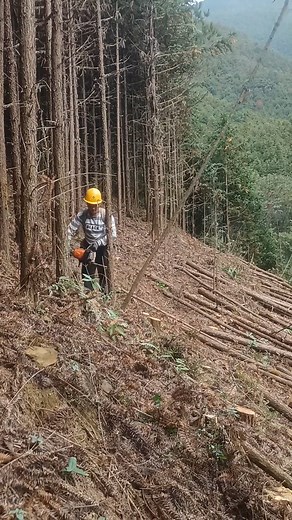 261K views · 324 reactions | Mastering the Art of Sustainable Forestry. #ForestrySkills #SustainableLiving #NatureCare #EcoFriendly #ForestManagement | Doraya Jennings | Facebook