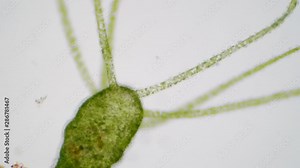 Hydra is a genus of small, fresh-water animals of the phylum Cnidaria and class Hydrozoa.