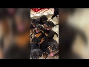 Can't Stop Watching These Adorable Rottweiler Puppies! 🖤