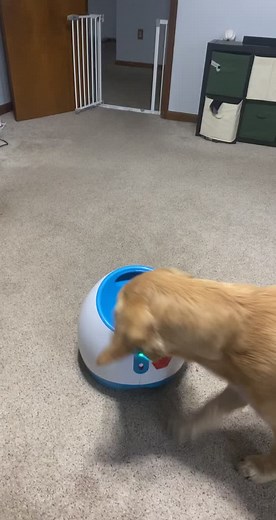 Automatic Dog Ball Launcher - Ifetch for Endless Fetch Fun