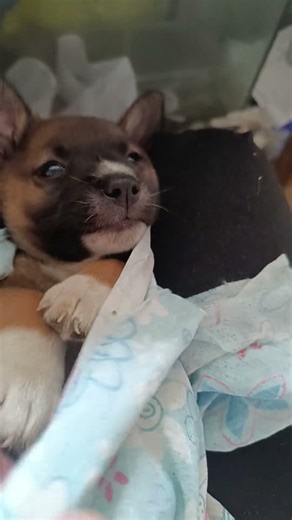 singing lullaby for this little dog 🐶🐕