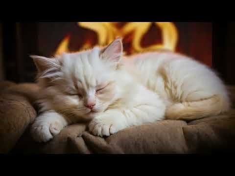 Relaxing Music for Cats 🐾 | 1 Hour Cozy Kitten Lullabies (Original Songs)