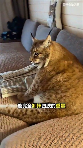 猞猁為什麼總是癱坐著？#神奇動物 #動物解說