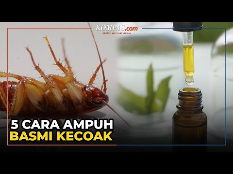 5 Cara Ampuh Basmi Kecoak di Rumah