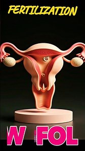 Female Reproductive System Explained | Anatomy & Functions | Educational Biology Short#science